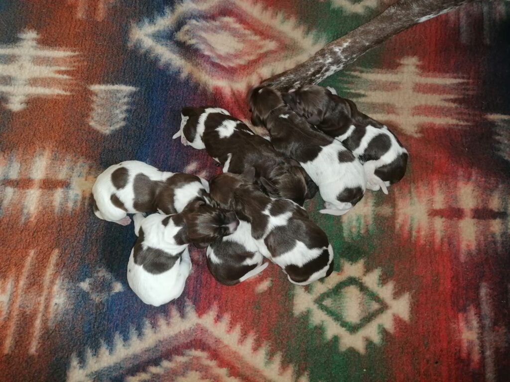 Unsere Welpen: 2 Rüden und 5 Hündinnen