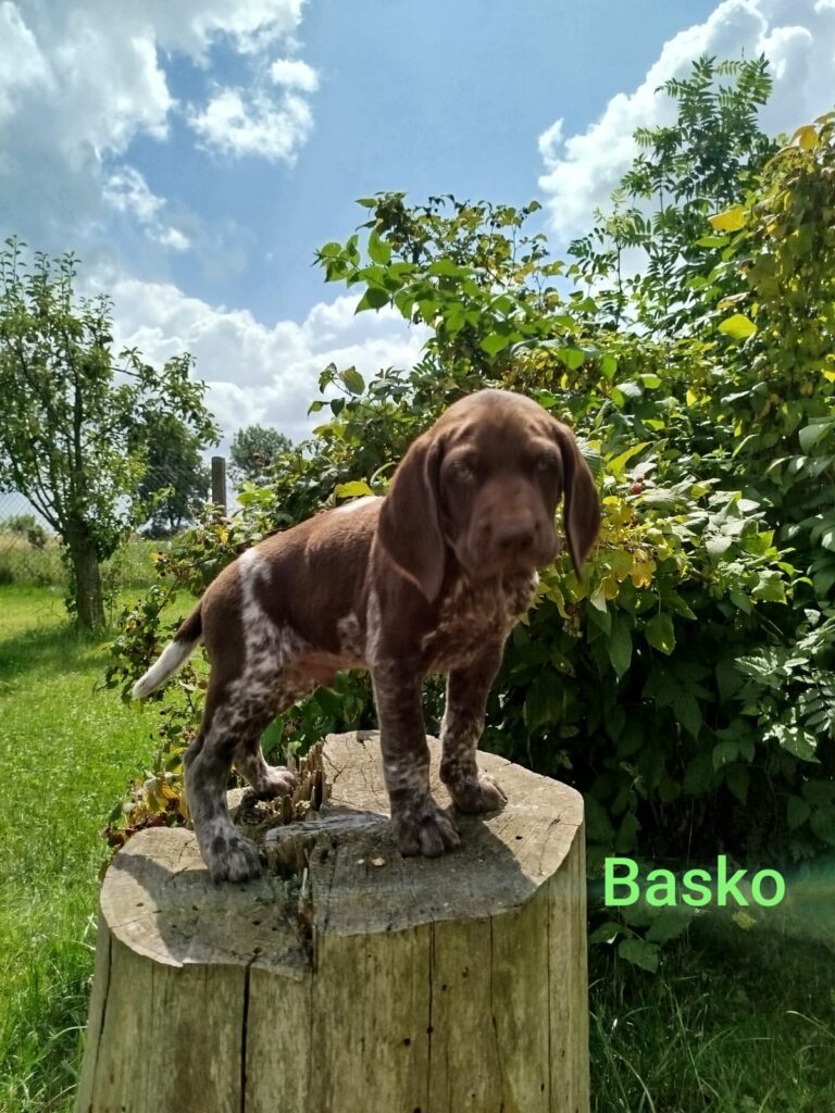 Basko von der Kleinaer Höhe