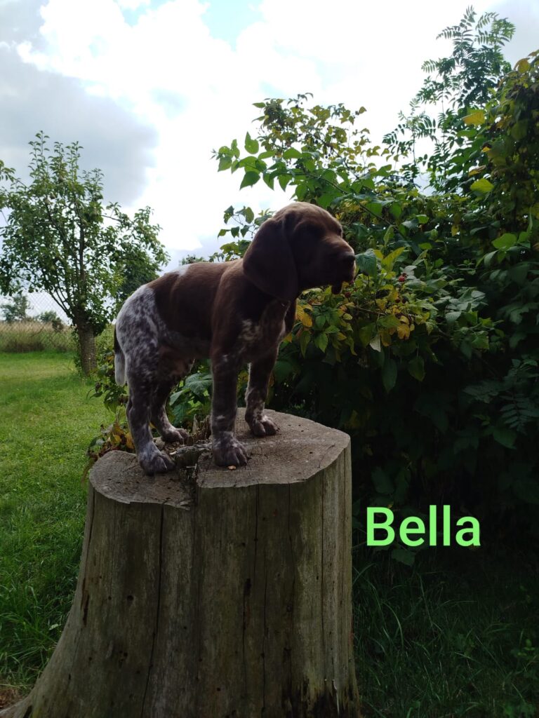 Bella von der Kleinaer Höhe