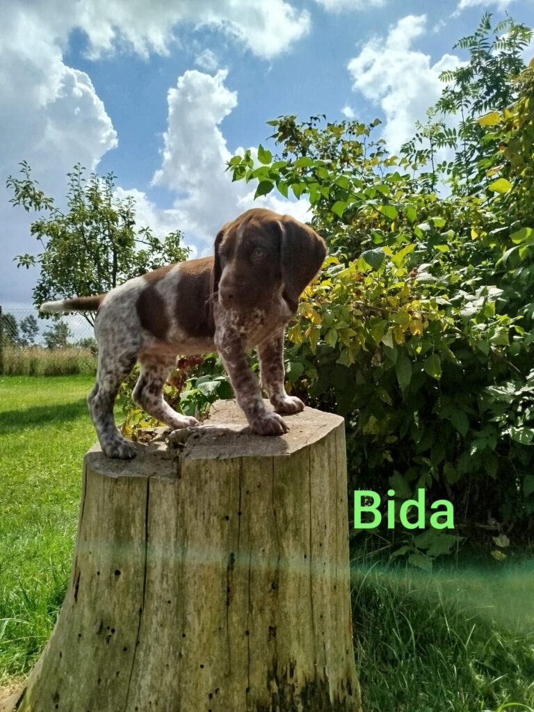 Bida von der Kleinaer Höhe