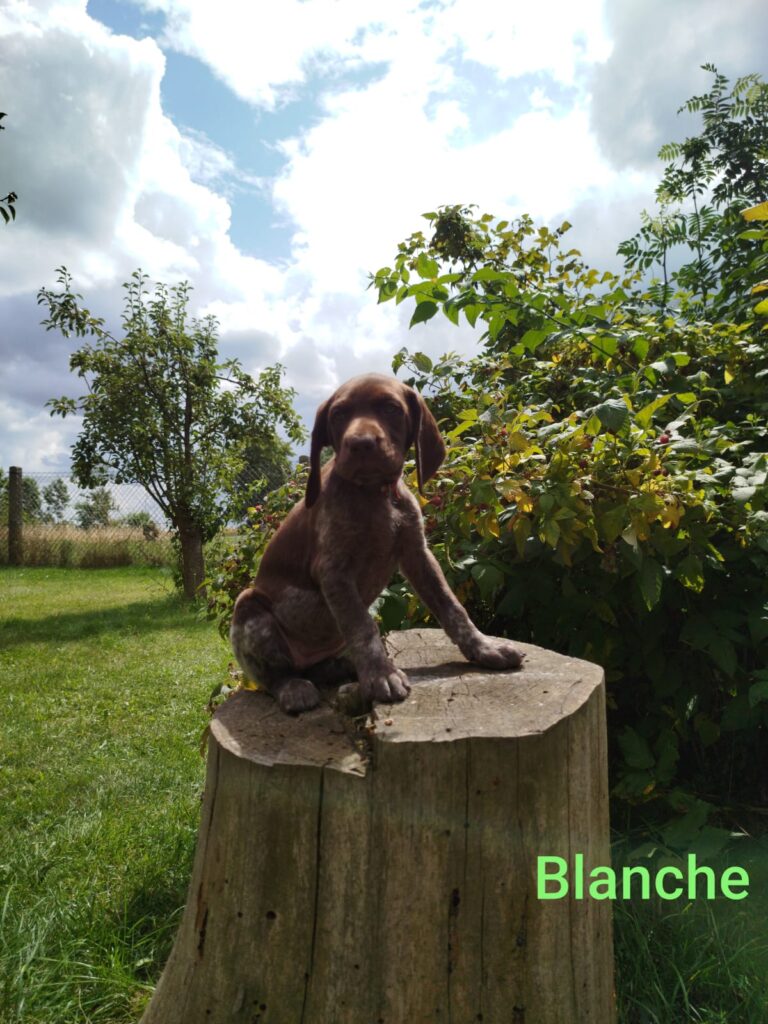 Blanche von der Kleinaer Höhe