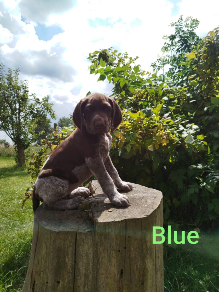 Blue von der Kleinaer Höhe
