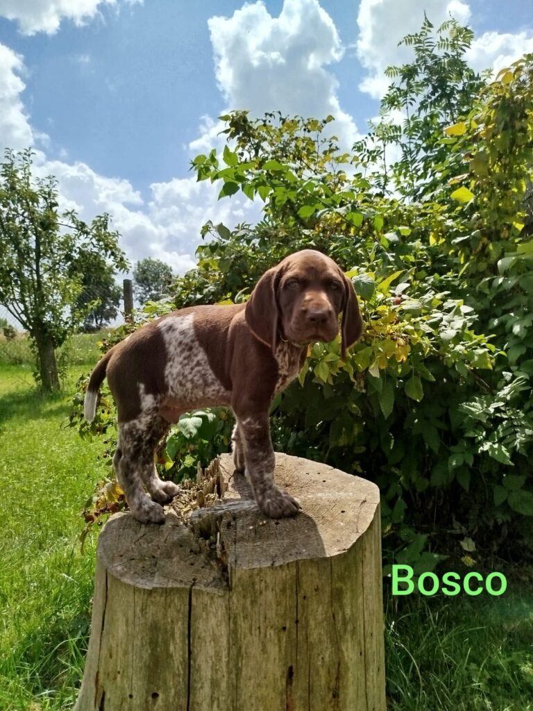 Bosco von der Kleinaer Höhe