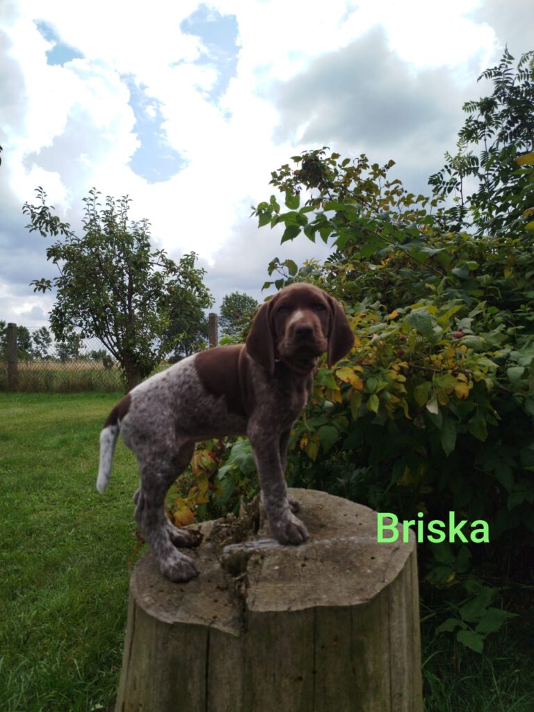 Briska